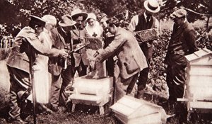 Bee-keeping instruction under Lord Eglinton